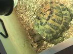 Hermanns : Male approx 7 years old (Bubbles)